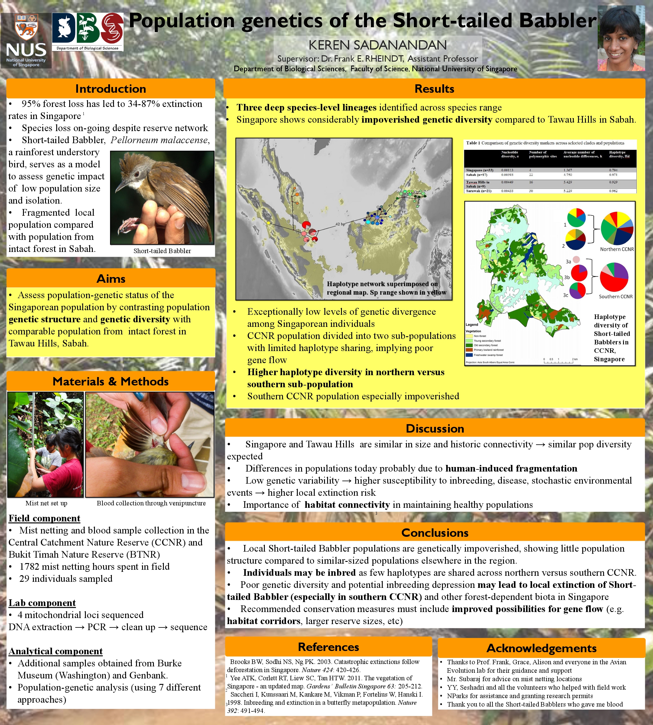 short-tailed babbler poster